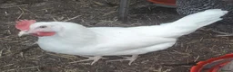 Chickens poultry for sale: White leghorn white egg layers  - Advert 1