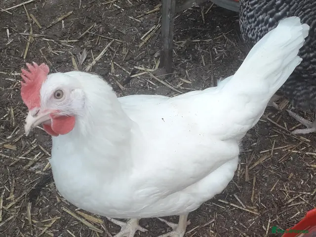 Chickens poultry for sale: White leghorn white egg layers - Advert 15