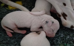 Dalmatian dogs for sale: Looking for 5* homes   - Image 9