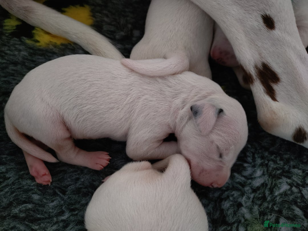 Dalmatian dogs for sale: Looking for 5* homes   - Image 9
