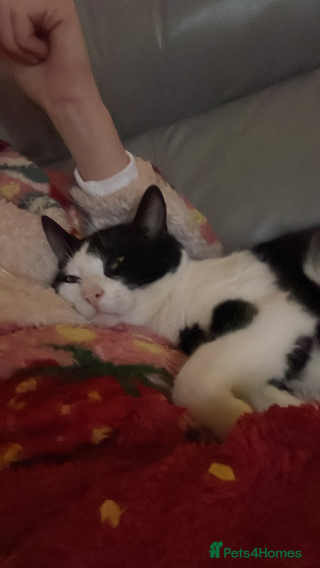 American Shorthair cats for sale: Two cats available  - Advert 6