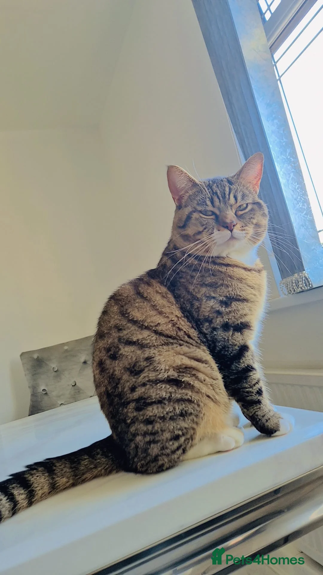 British Shorthair cats for sale: Beautiful British shorthair & Tabby mix cat - Advert 2