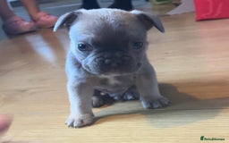 French Bulldog dogs for sale:  frenchies puppies  - Image 17