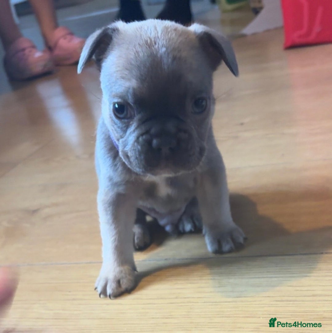 French Bulldog dogs for sale:  frenchies puppies  - Image 17