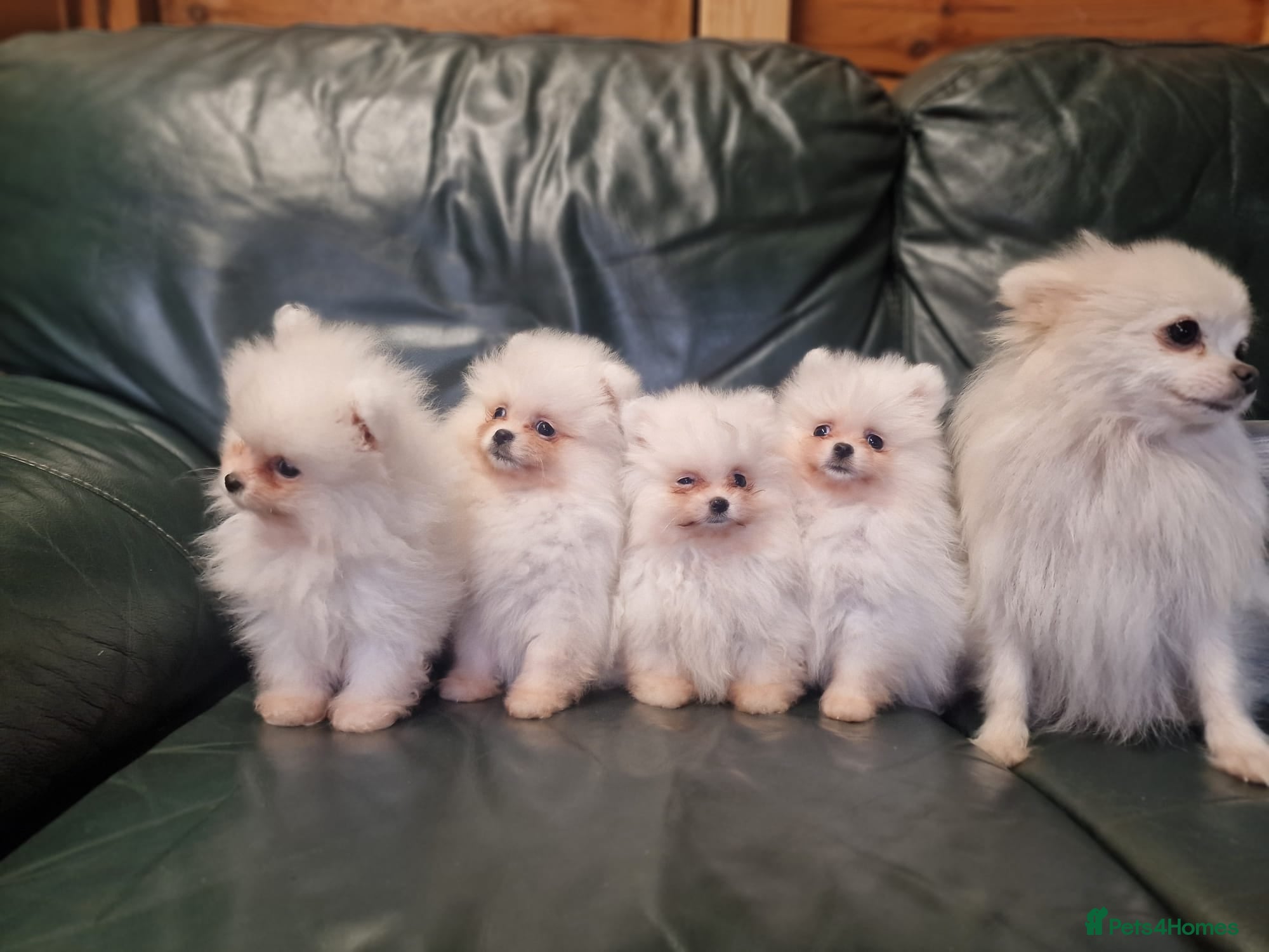 Pomeranian dogs Beautiful snow white Pomeranian puppy's  - Advert 1