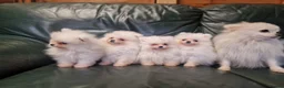 Pomeranian dogs for sale: Beautiful snow white Pomeranian puppy's  in Warrington - Advert 1