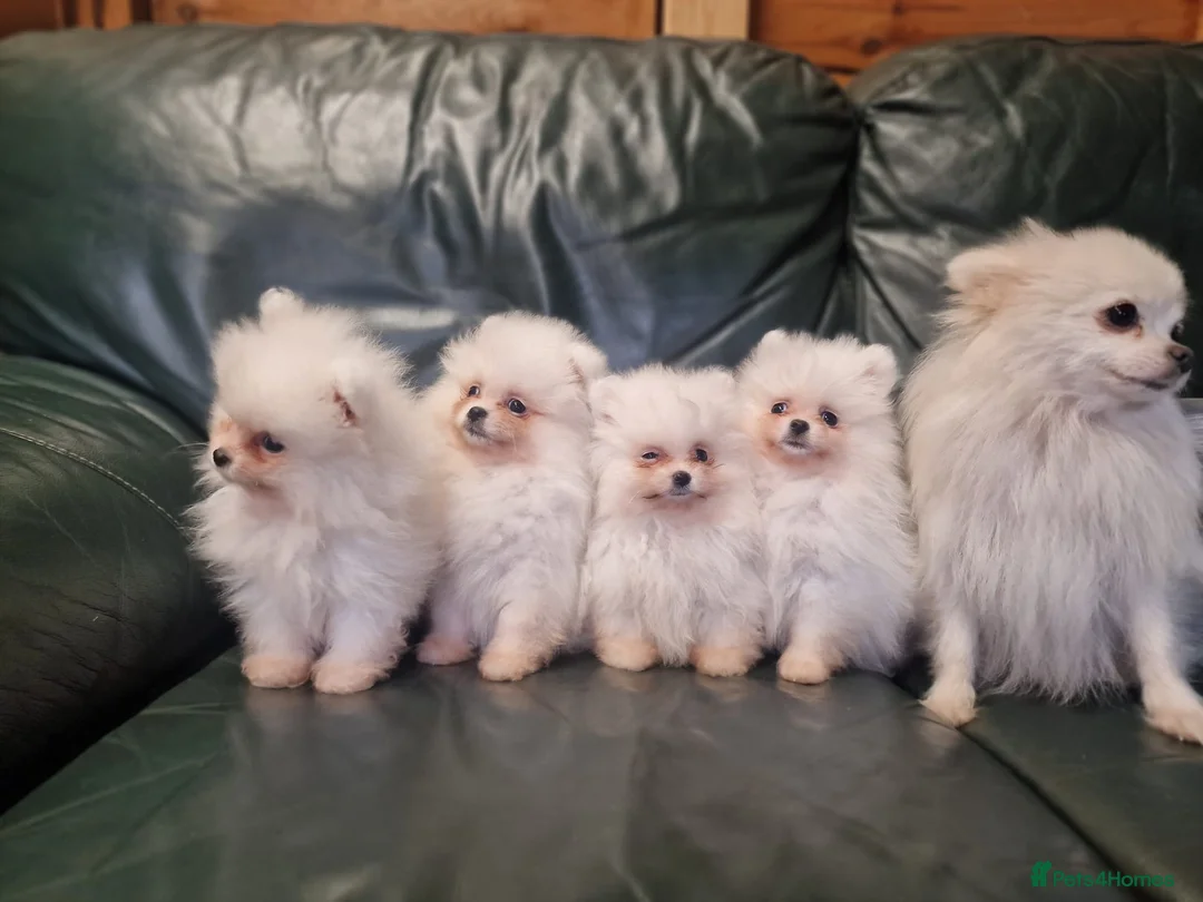 Pomeranian dogs for sale: Beautiful snow white Pomeranian puppy's  in Warrington - Advert 1