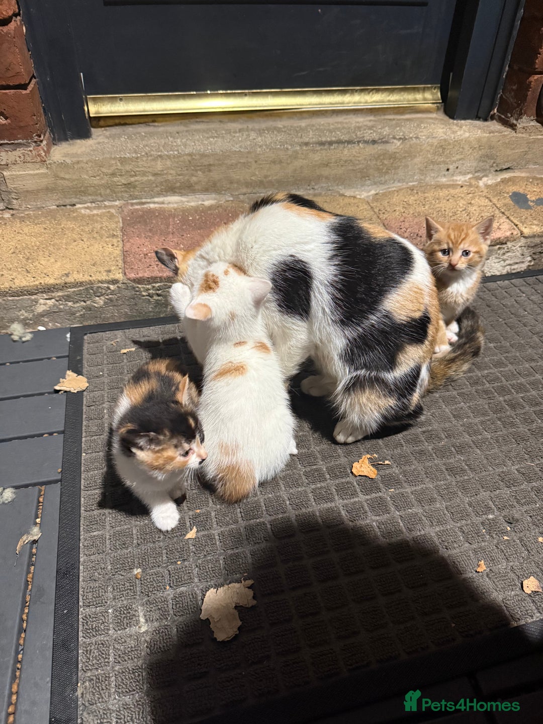 Mixed Breed cats for sale: 5 cute little kittens wanting a warm home.  - Advert 4