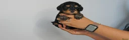 Cavapoo dogs for sale: Cute Cavapoo Puppies Looking for Forever Homes - Advert 15