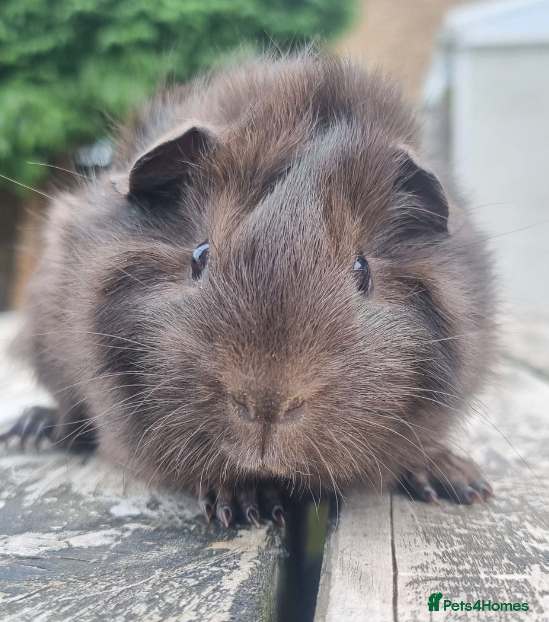 Guinea Pig rodents Beautiful Baby guinea pigs for sale  - Advert 18