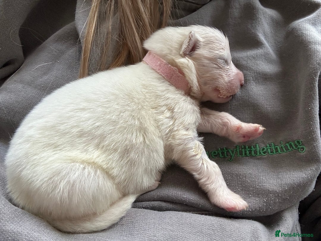 Samoyed dogs for sale: Adorable Samoyed puppies available to reserve!  - Advert 18