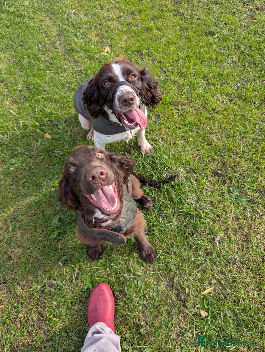 Sprocker dogs for sale: Male sprocker for sale £400 - Advert 3
