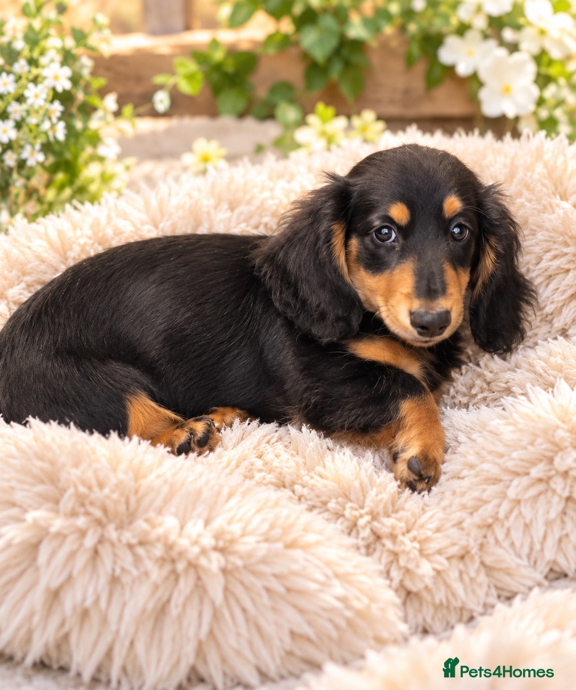 Miniature Dachshund dogs Miniature long haired dachshund puppy’s  - Advert 4