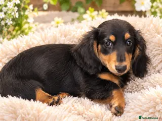 Miniature Dachshund dogs Miniature long haired dachshund puppy’s - Advert 1