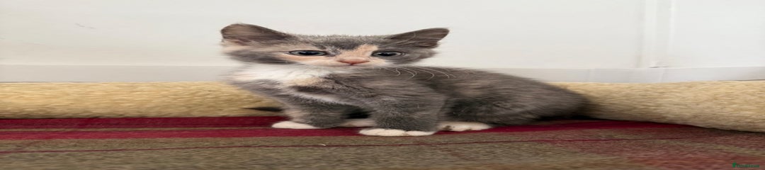 Mixed Breed Kitten 4