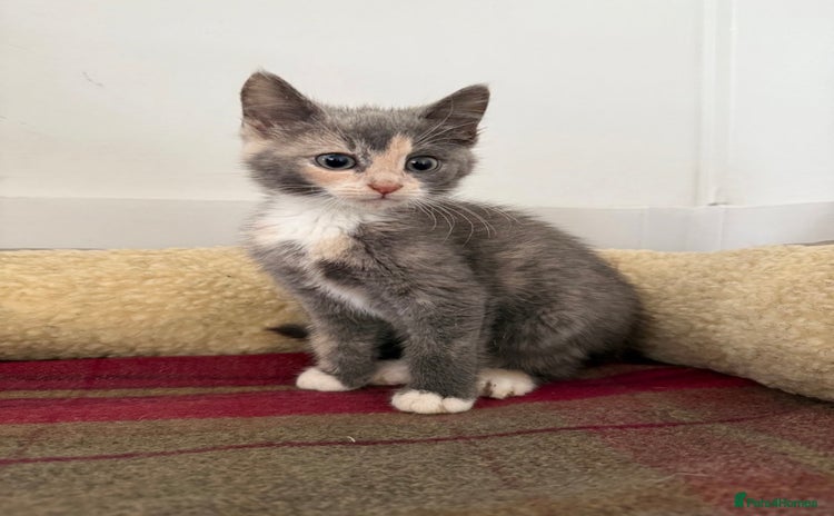 Mixed Breed cats - Advert 2