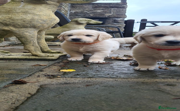 Golden Retriever dogs - Advert 15