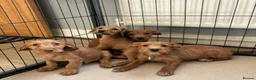 Jackapoo dogs for sale: Jackapoo Puppies Ready Now - Advert 2