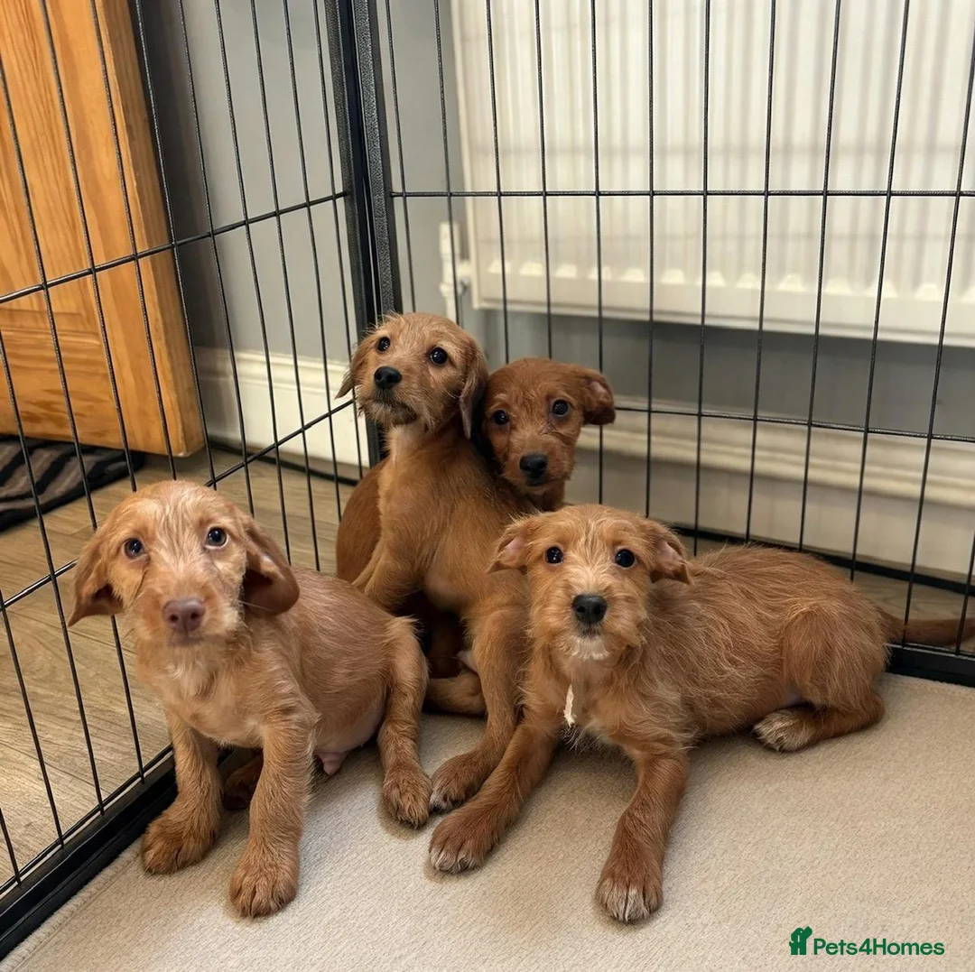 Jackapoo dogs for sale: Jackapoo Puppies Ready Now - Advert 2