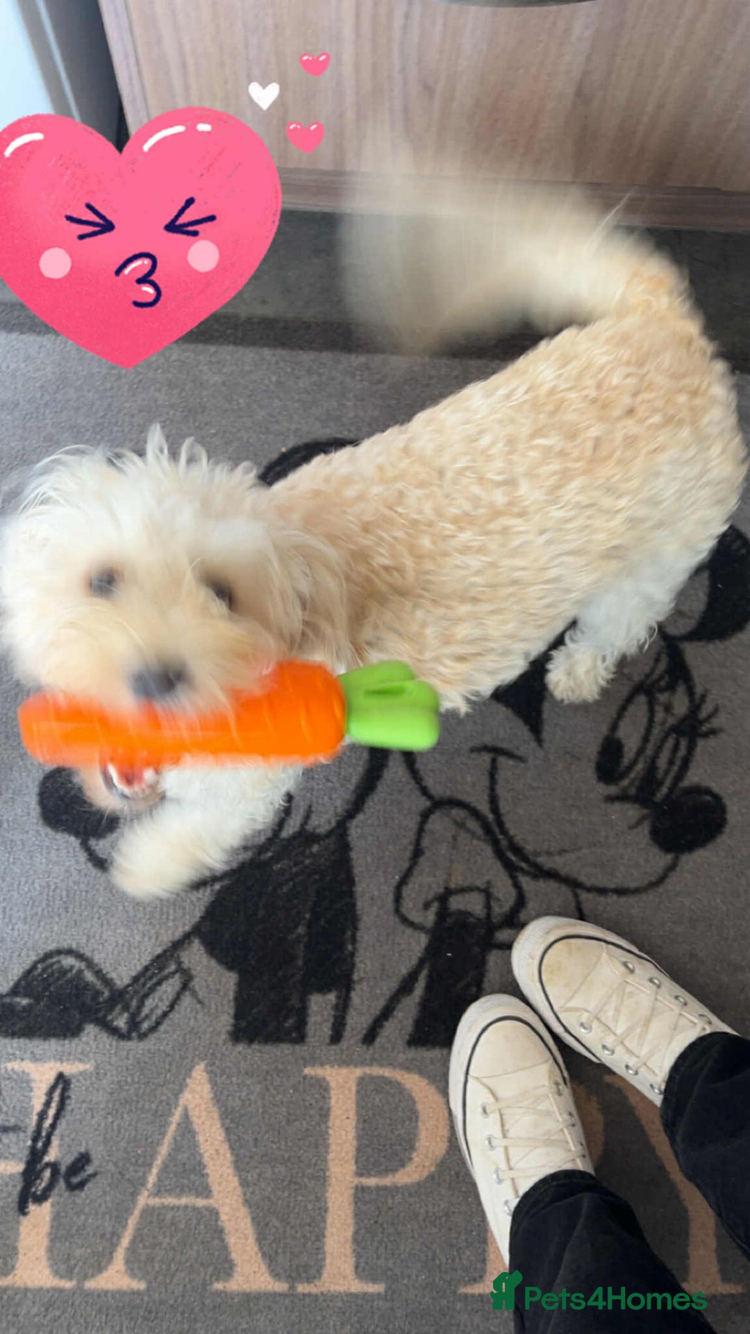 Cavapoo dogs for sale: Beautiful cavapoo - Image 3
