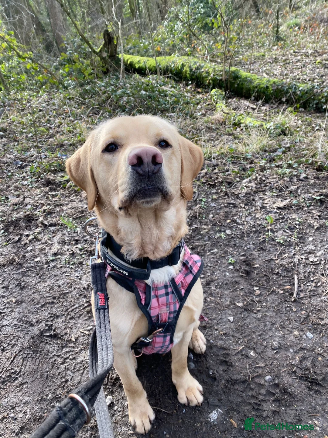 Labrador Retriever dogs for sale: Beautiful male Labrador  - Advert 1