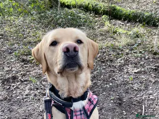 Labrador Retriever dogs Beautiful male Labrador - Advert 9