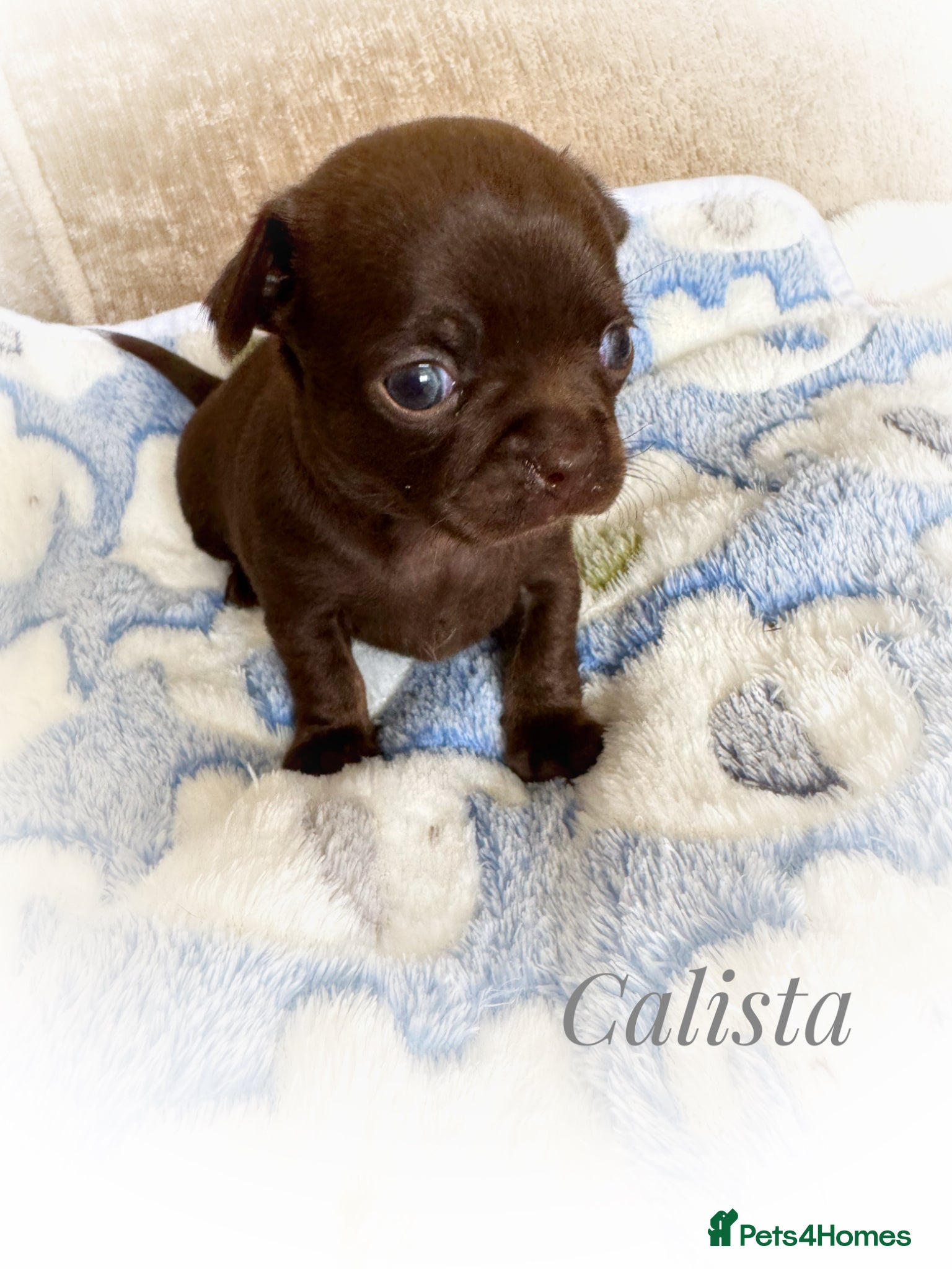 Chihuahua dogs Chihuahua puppies chocolate merle  - Advert 2