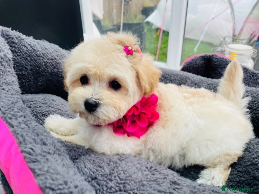 Maltese dogs for stud: Well proven, Kc registered Maltese for stud. in Northampton - Image 13