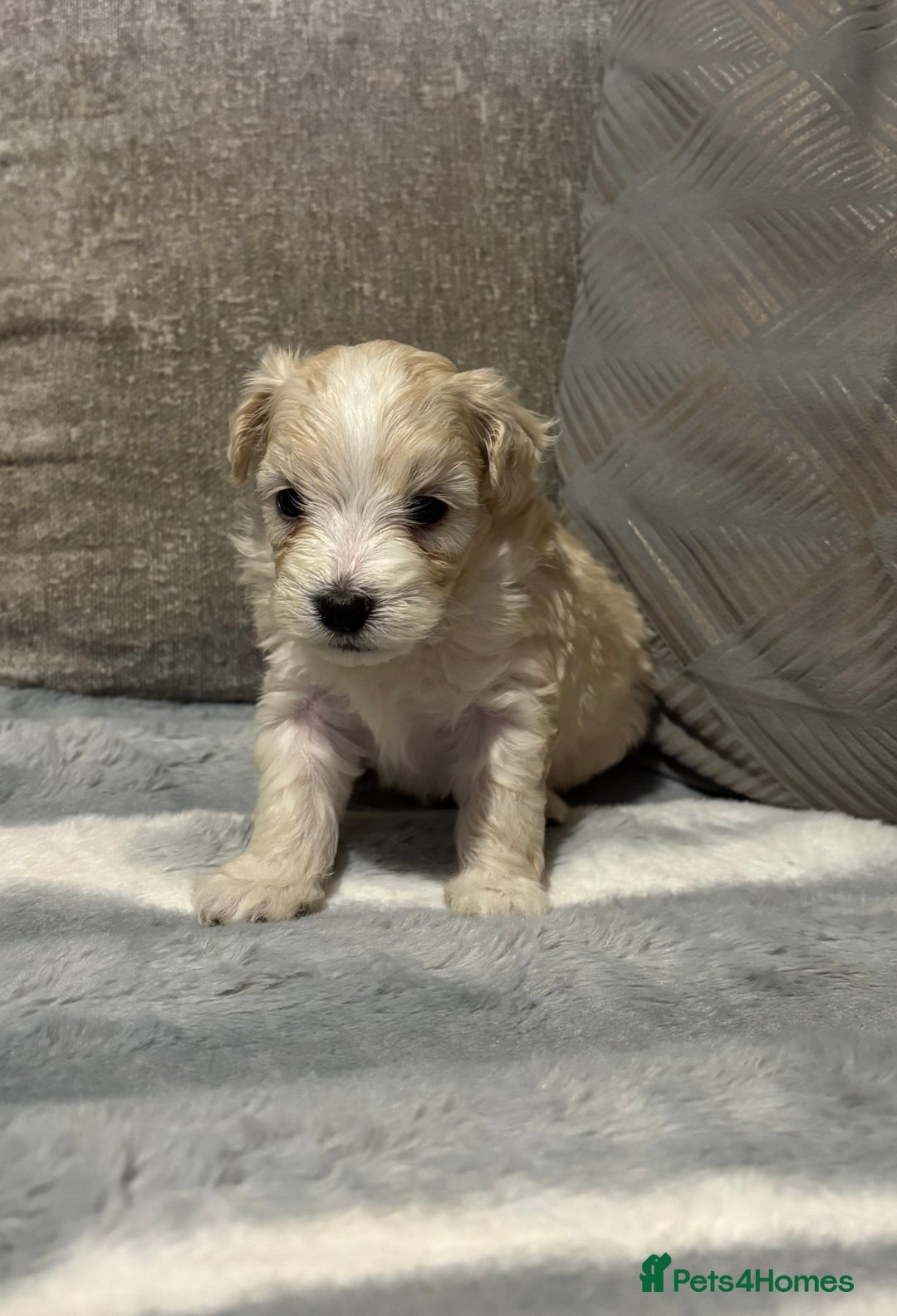 Maltipoo dogs for sale: Beautiful little maltipoo  - Advert 25