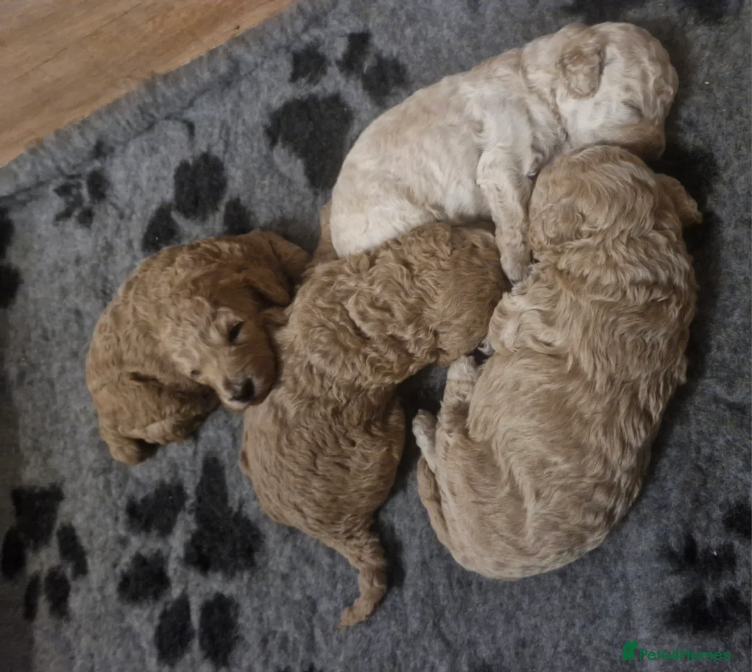 Cockapoo dogs for sale:  Cockapoo puppies F2B - Advert 18