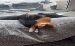 Domestic Shorthair cats for sale: 3 beautiful kittens for sale.  - Image 7