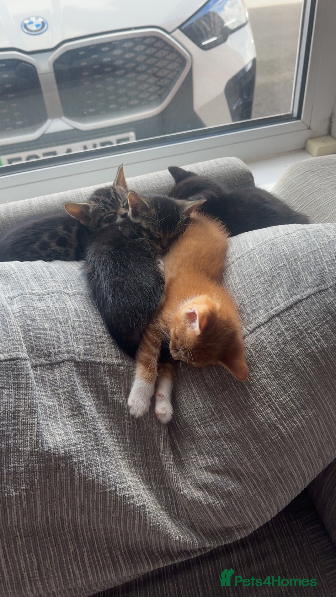 Domestic Shorthair cats for sale: 3 beautiful kittens for sale.  - Image 7