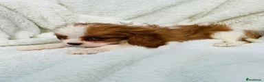 Cavalier King Charles Spaniel 1
