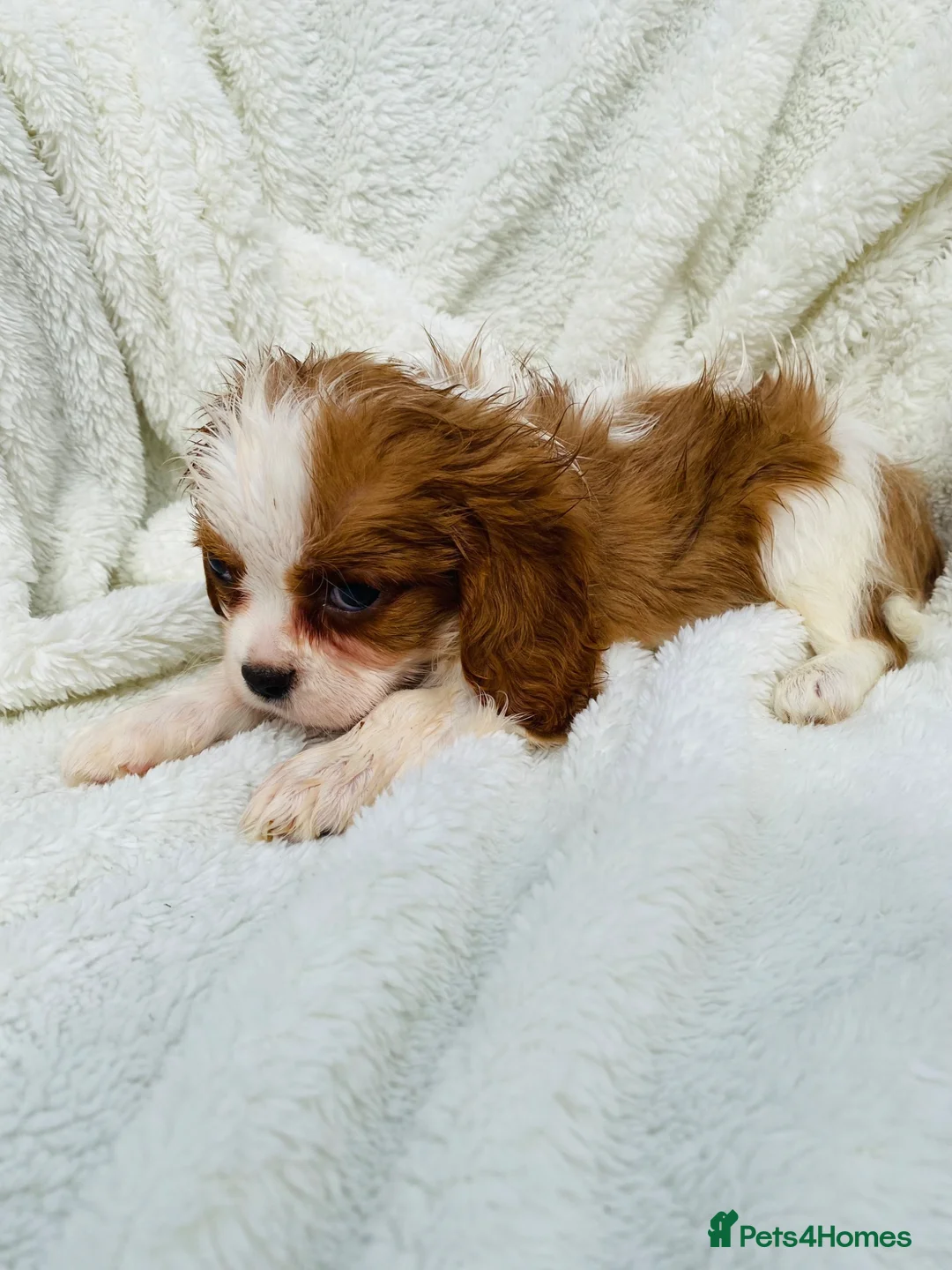 Cavalier King Charles Spaniel dogs for sale: Cavalier King Charles  in Deal - Advert 12