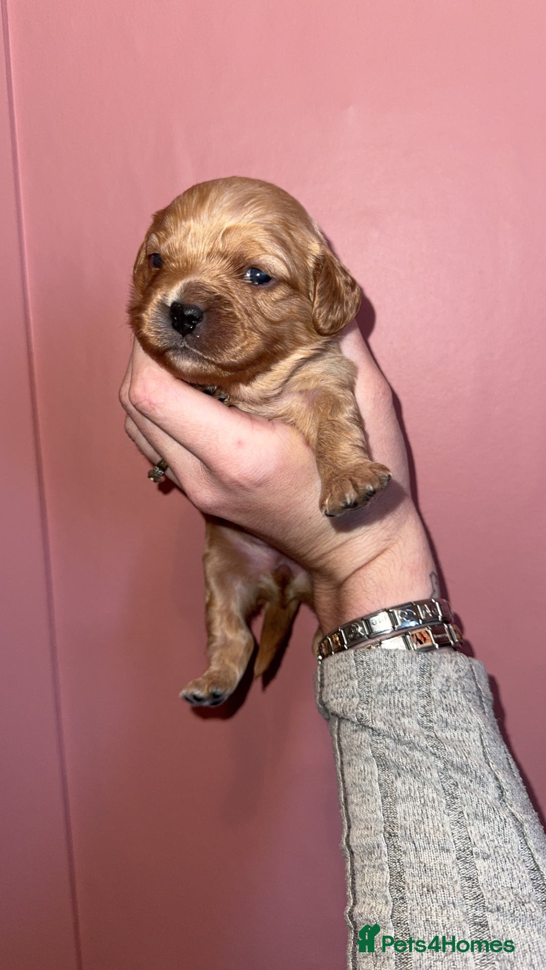 Cavapoo dogs for sale: F1b Cavapoo  - Image 4