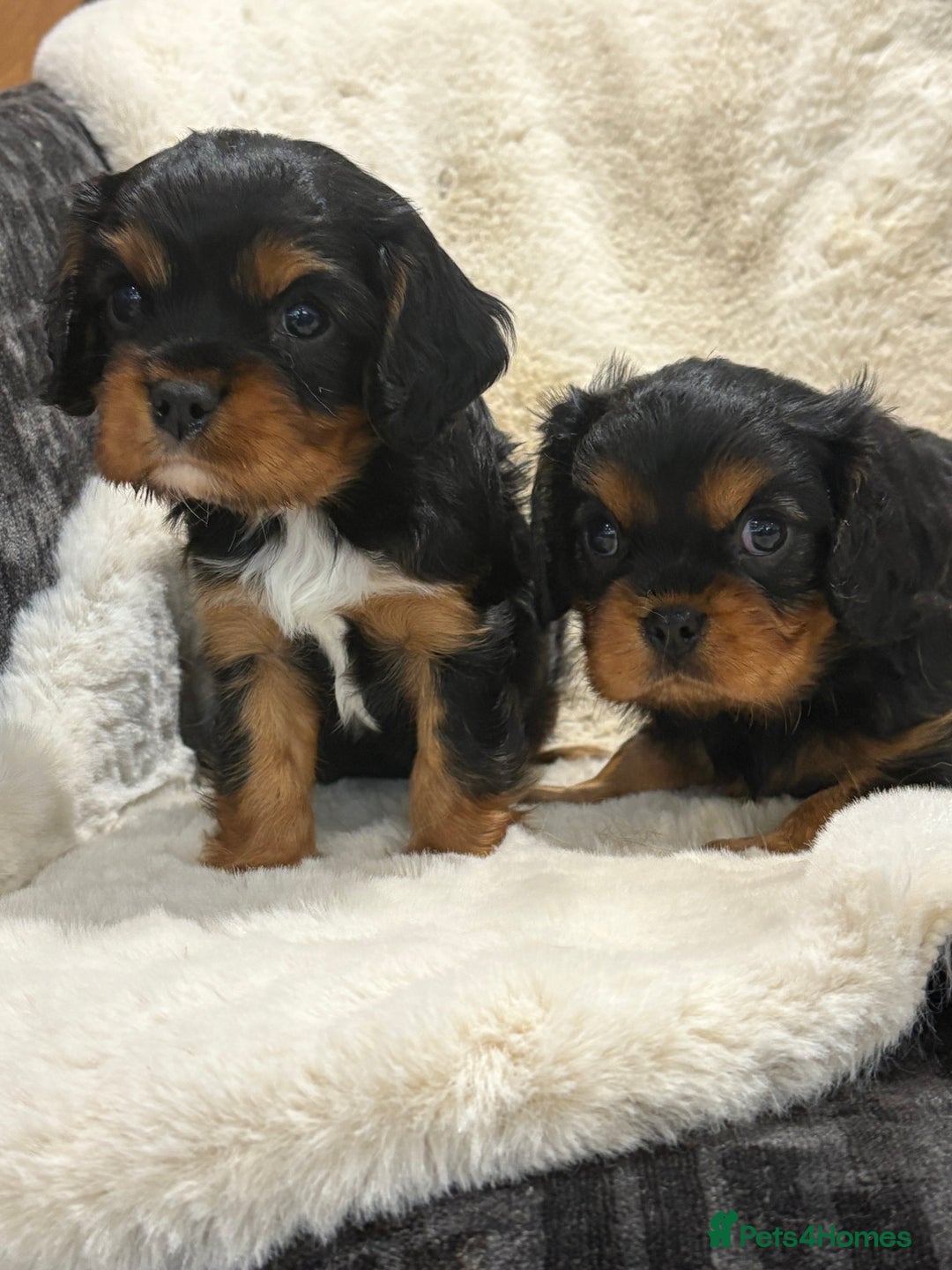 Cavalier King Charles Spaniel dogs for sale: Health tested cavalier King Charles spaniel pups  - Image 13