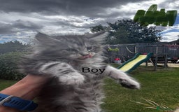 Maine Coon cats for sale: Maine coon kittens  - Image 20