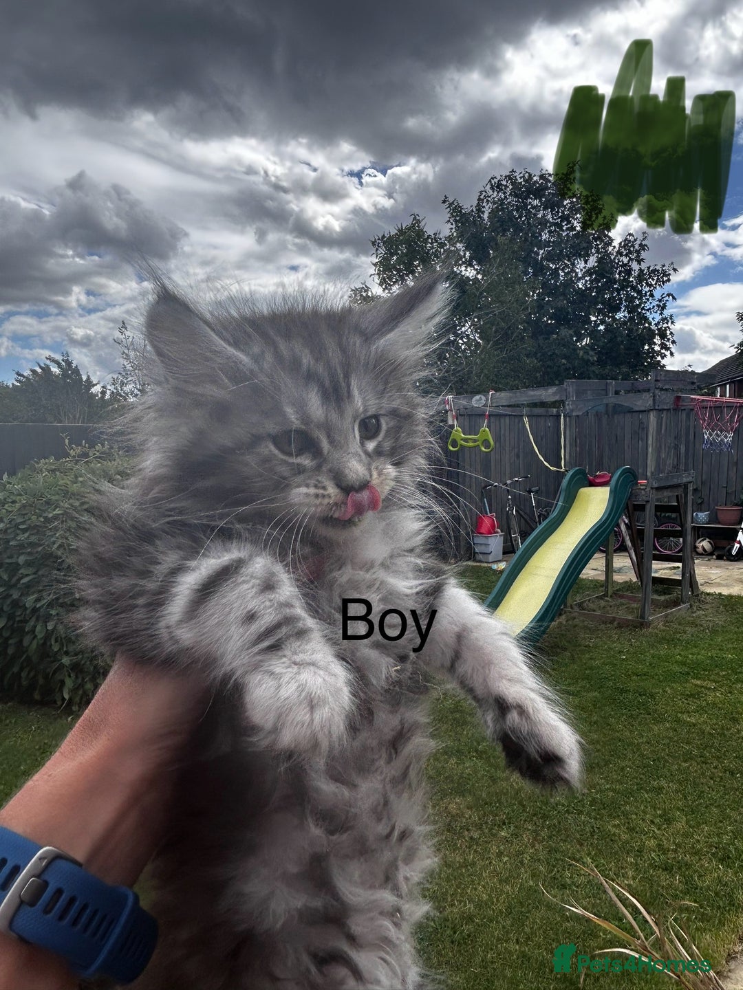 Maine Coon cats for sale: Maine coon kittens  - Image 20