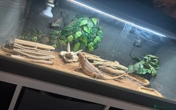 Bearded Dragon reptiles for sale: Beautiful Bearded Dragon - Image 2