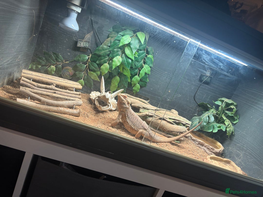 Bearded Dragon reptiles for sale: Beautiful Bearded Dragon - Image 2