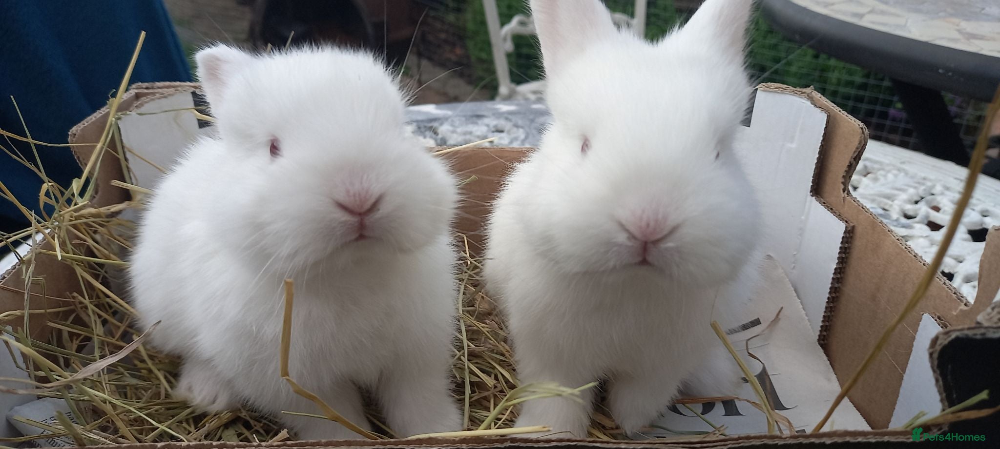 New Zealand rabbits New Zealand white kits for sale  - Advert 1