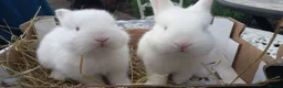 New Zealand rabbits for sale: New Zealand white kits for sale  in Wallington - Advert 1