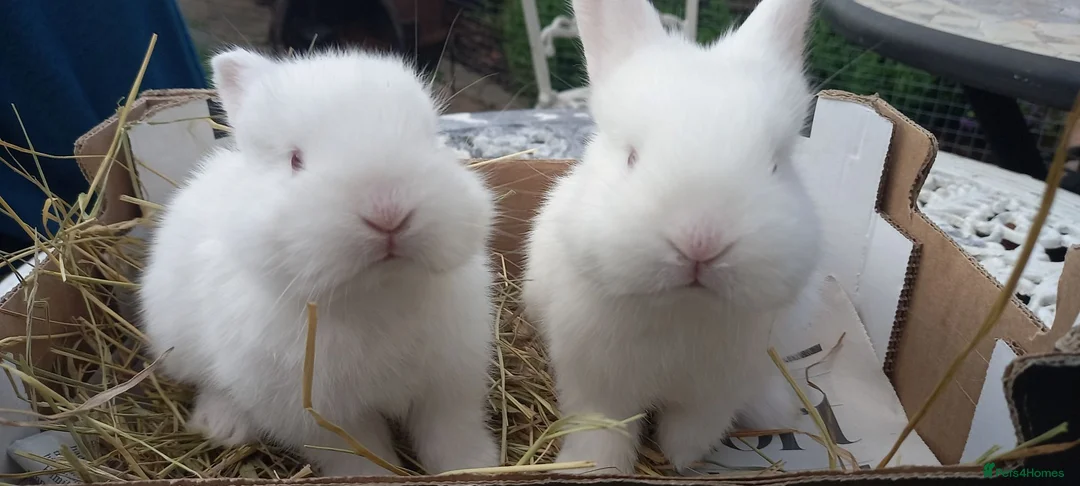 New Zealand rabbits for sale: New Zealand white kits for sale  in Wallington - Advert 1