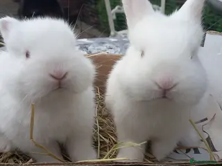 New Zealand rabbits New Zealand white kits for sale - Advert 1