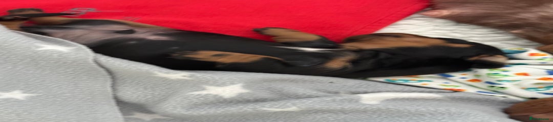Miniature Dachshund Puppy 1