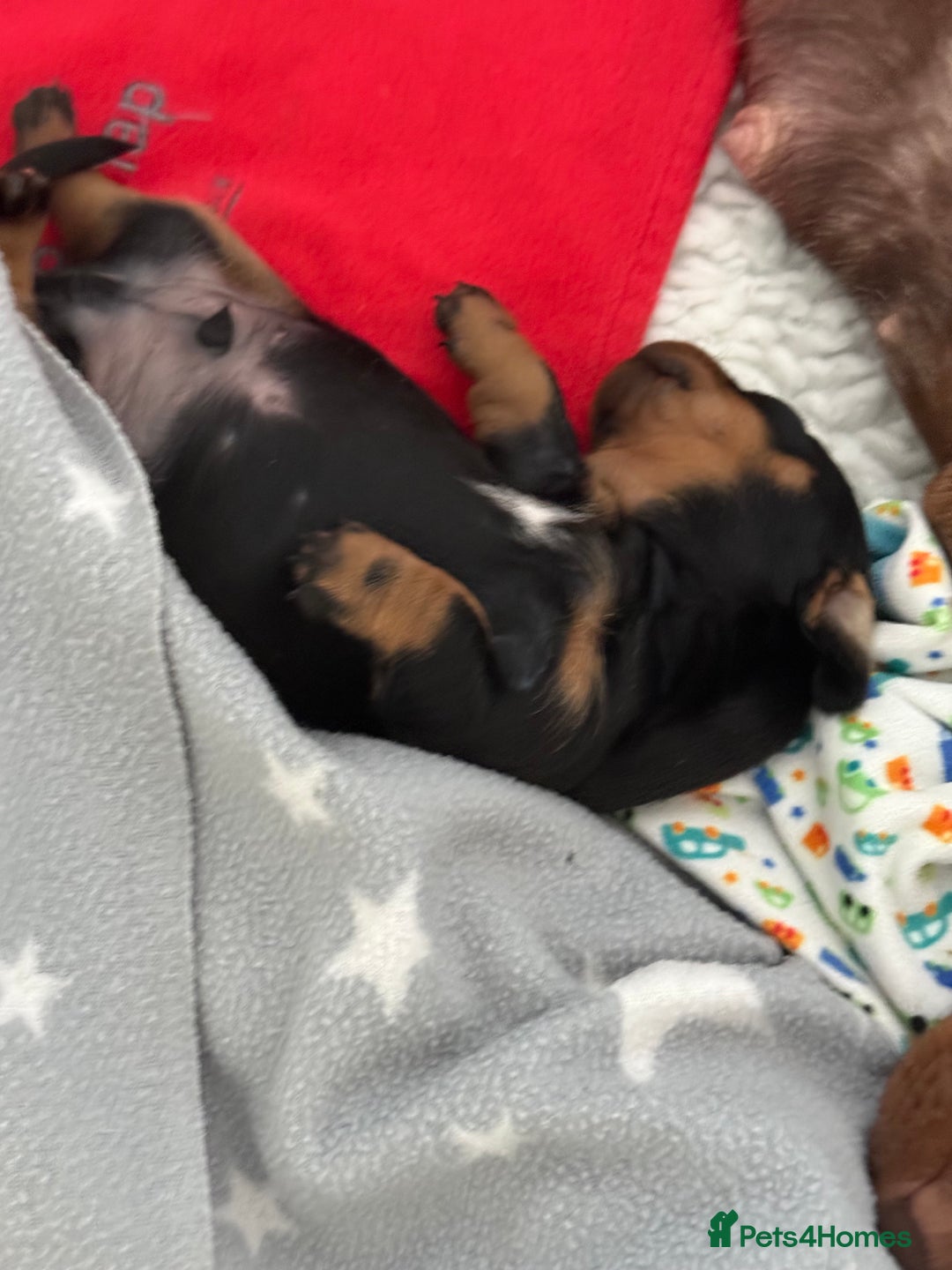 Miniature Dachshund dogs for sale: MINIATURE DACHSHUNDS  - Image 2