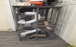 Ferret rodents for sale: 2x ferrets and full set up  - Image 4