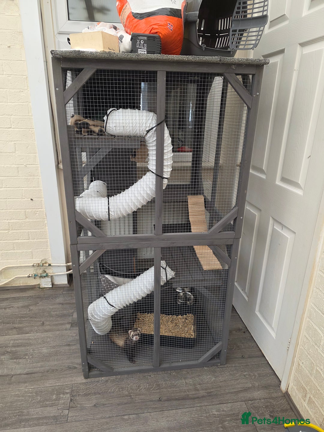 Ferret rodents for sale: 2x ferrets and full set up  - Image 4