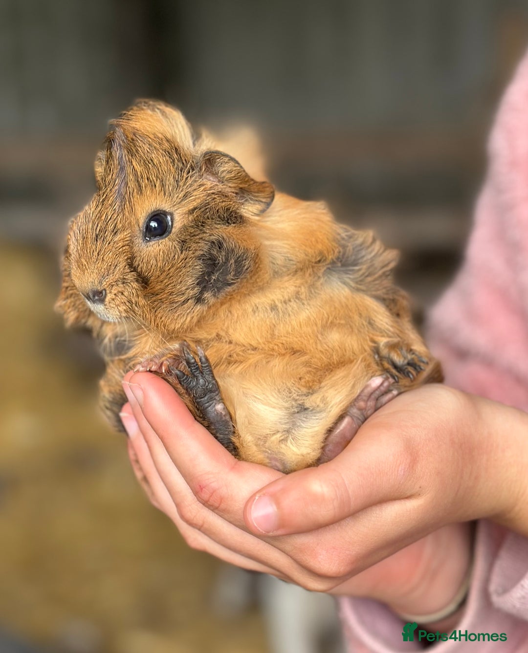 Guinea Pig rodents for sale: Male guinea pig - Image 2