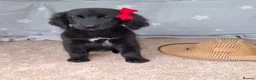 Mixed Breed dogs for sale: Health tested Flatcoat x golden retriever puppies. - Advert 3